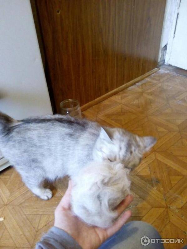 Что делать, если кошка сильно линяет