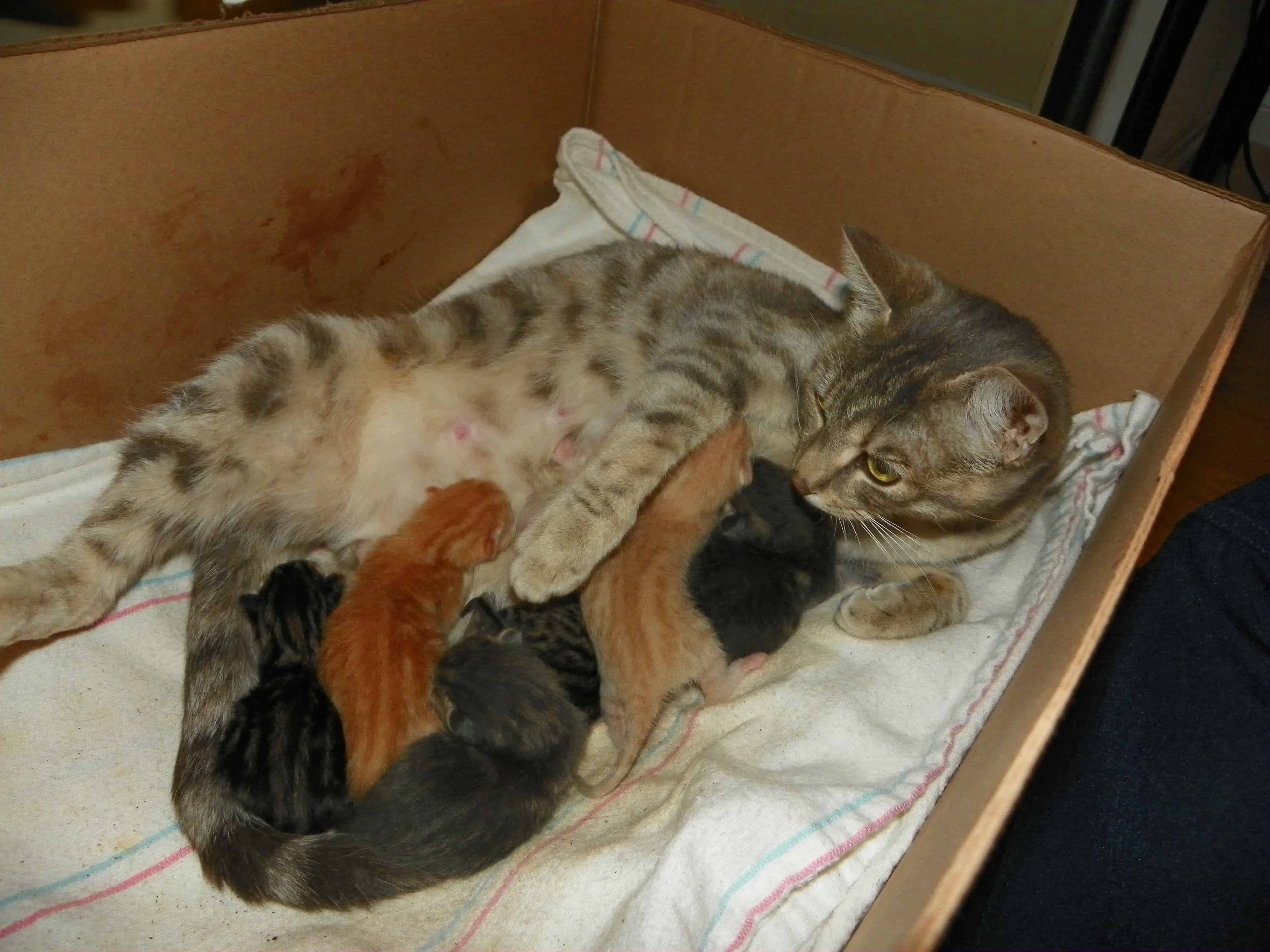 Сколько кошка вынашивает котят - длительность беременности и роды у кошачьих