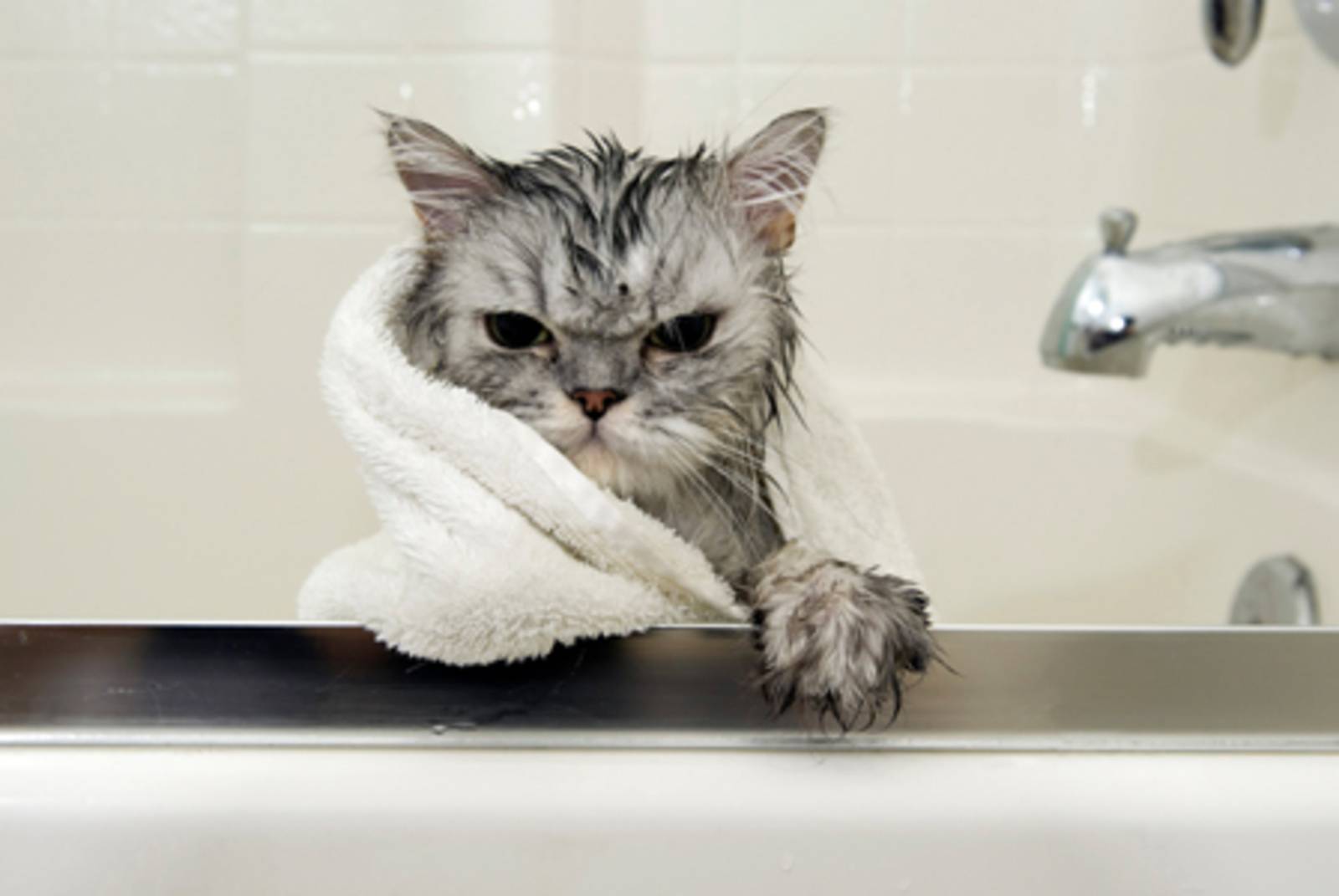 Как часто можно мыть кошек и сколько раз купать домашнюю или уличную?