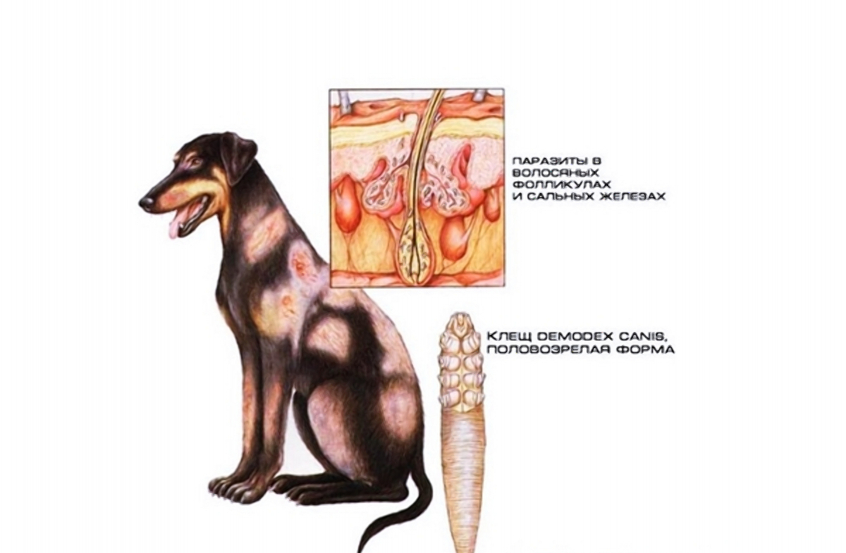 Демодекоз кошек: симптомы, лечение и профилактика