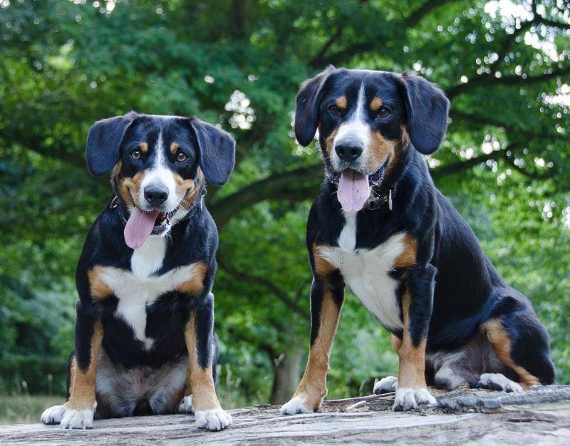 Подробная характеристика собак породы энтлебухер зенненхунд: особенности