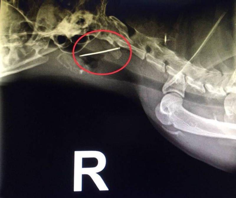 Игла кошки. Кошка проглотила нитку рентген.