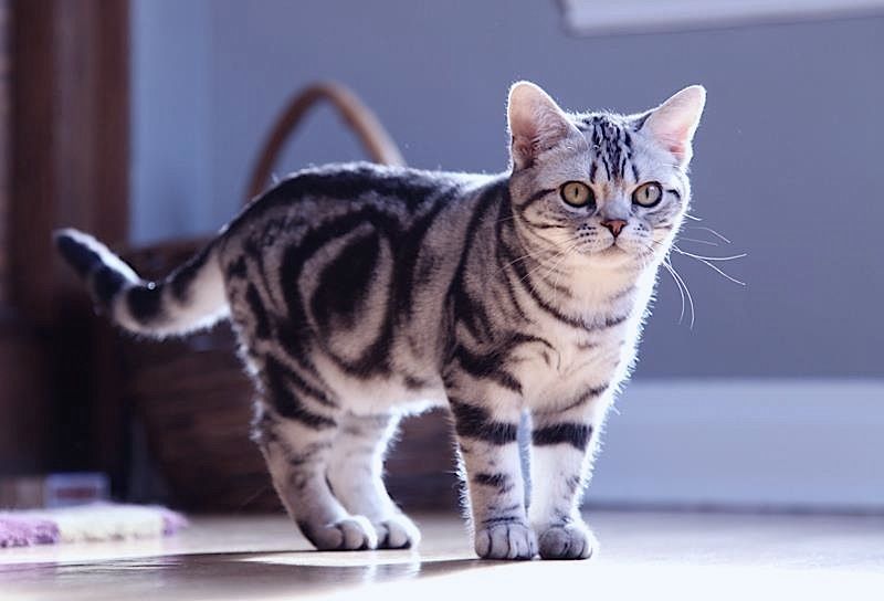 Разнообразие окрасов табби у кошек шотландской и других пород: как не ошибиться с выбором?