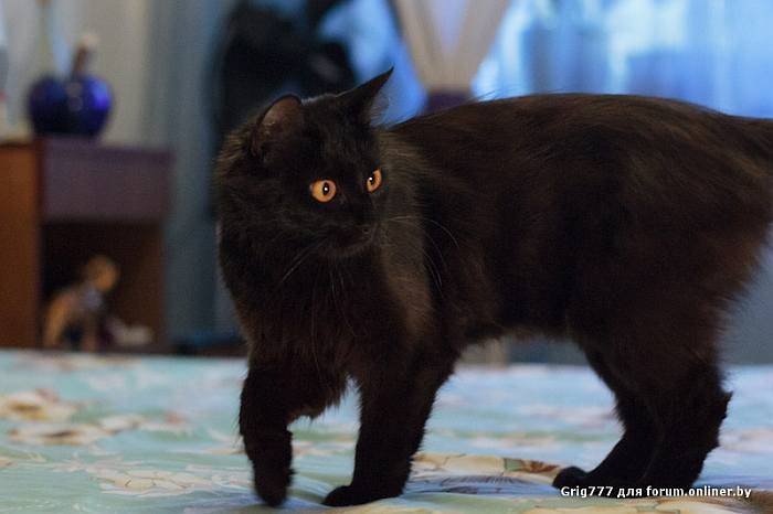 Шантильи-тиффани — описание породы и характер кошки