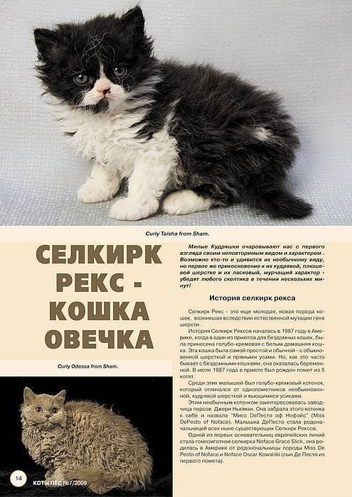 Кошка рекс - фото, описание, характер и характеристика породы