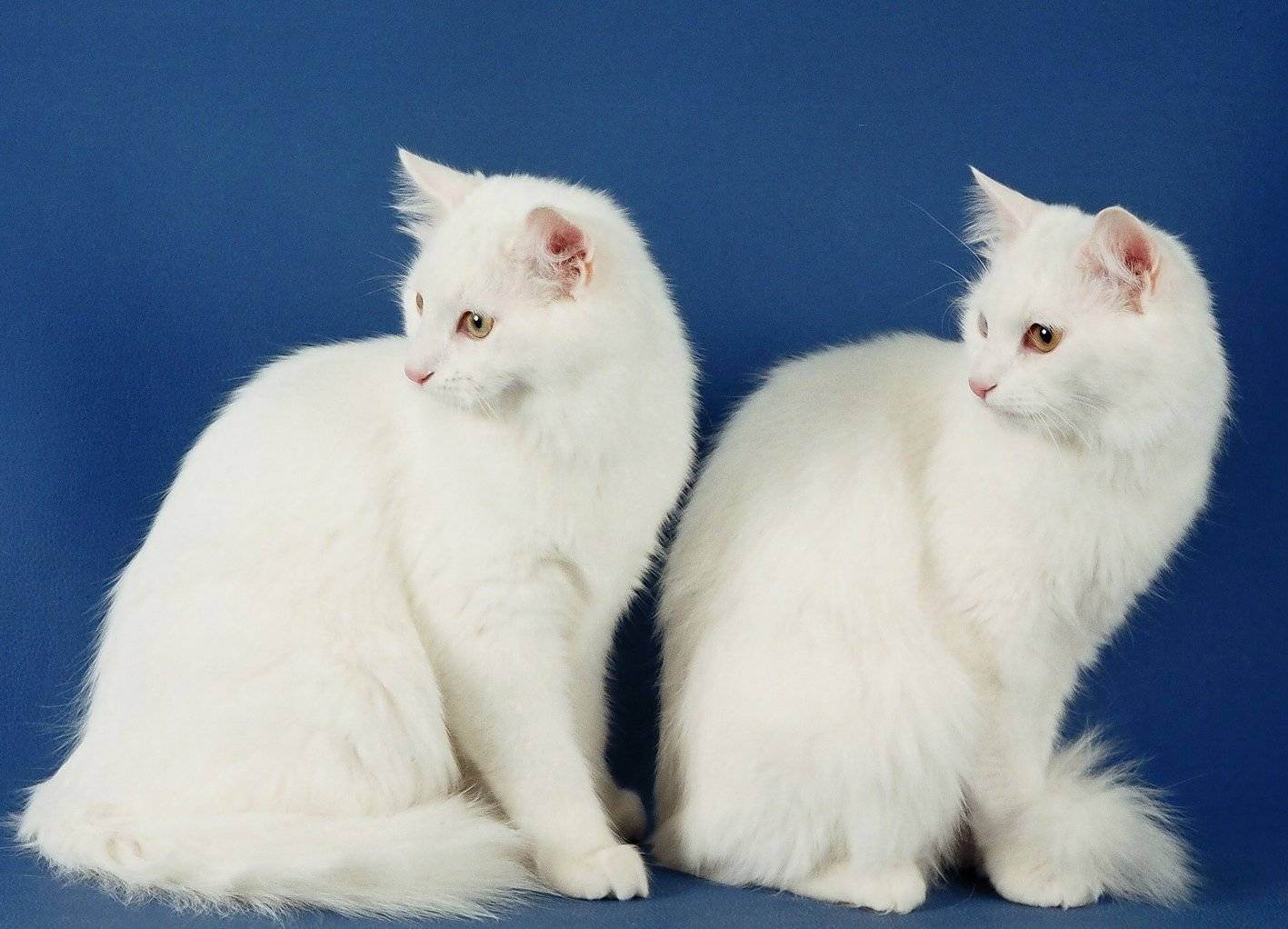 Турецкая ангора (ангорская кошка): фото, описание, характер, содержание, отзывы