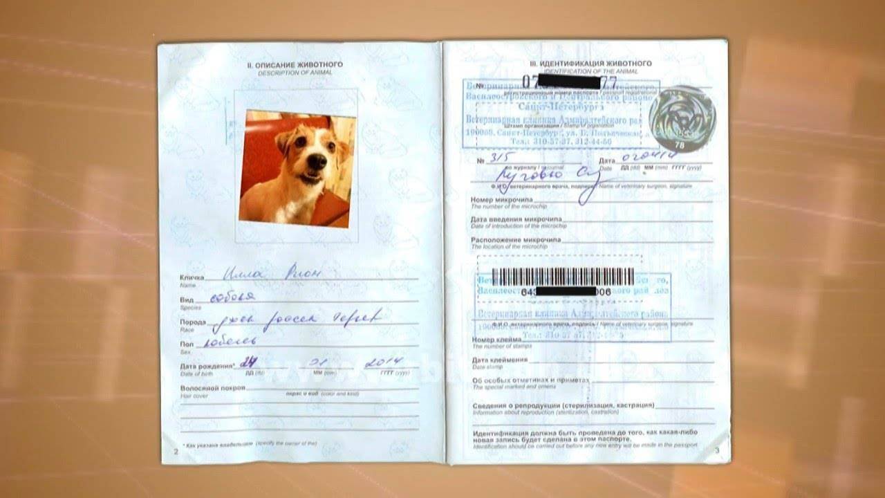 Документы для путешествия с собакой
