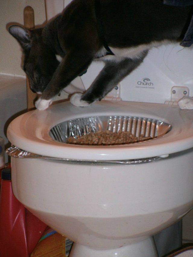 Как котенка приучить к туалету в квартире