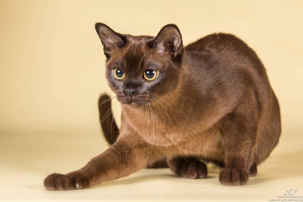 Бурманская кошка: все о кошке, фото, описание породы, характер, окрас, цена, отзывы