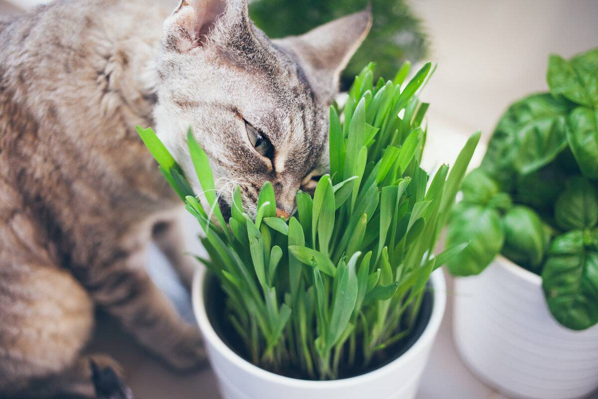 Трава для кошек полезная в вредная