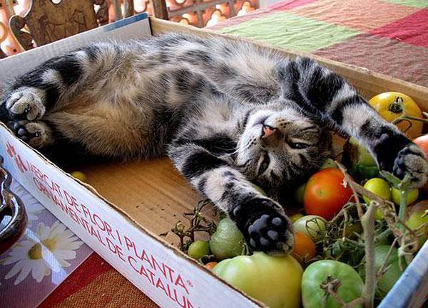Кормим кошку правильно натуральной едой: чем кормить в домашних условиях, советы ветеринаров и меню