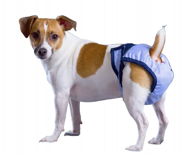 Подгузники для собак и щенков: преимущества, недостатки, таблица размеров, отзывы