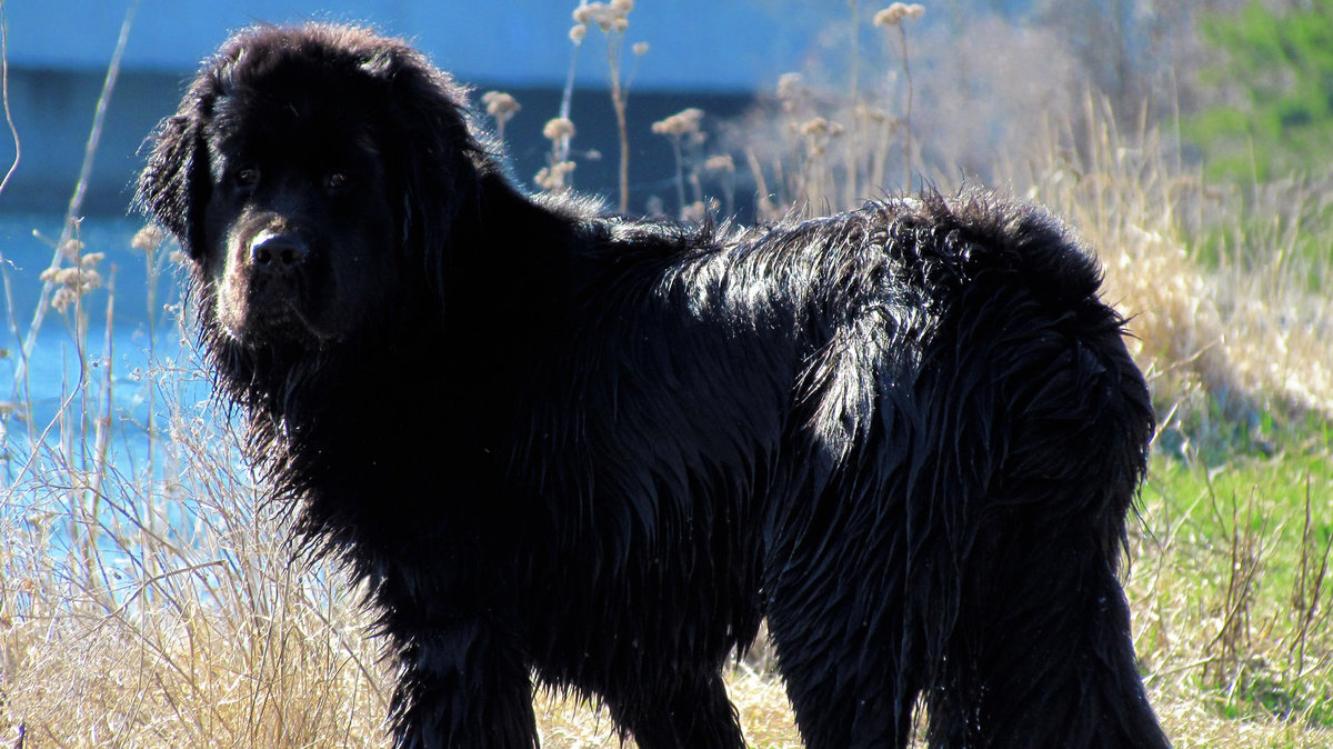 Собаки крупных пород черные. Ньюфаундленд. Ньюфаундленд (порода собак). Собака водолаз ньюфаундленд. Южнорусская овчарка ньюфаундленд.