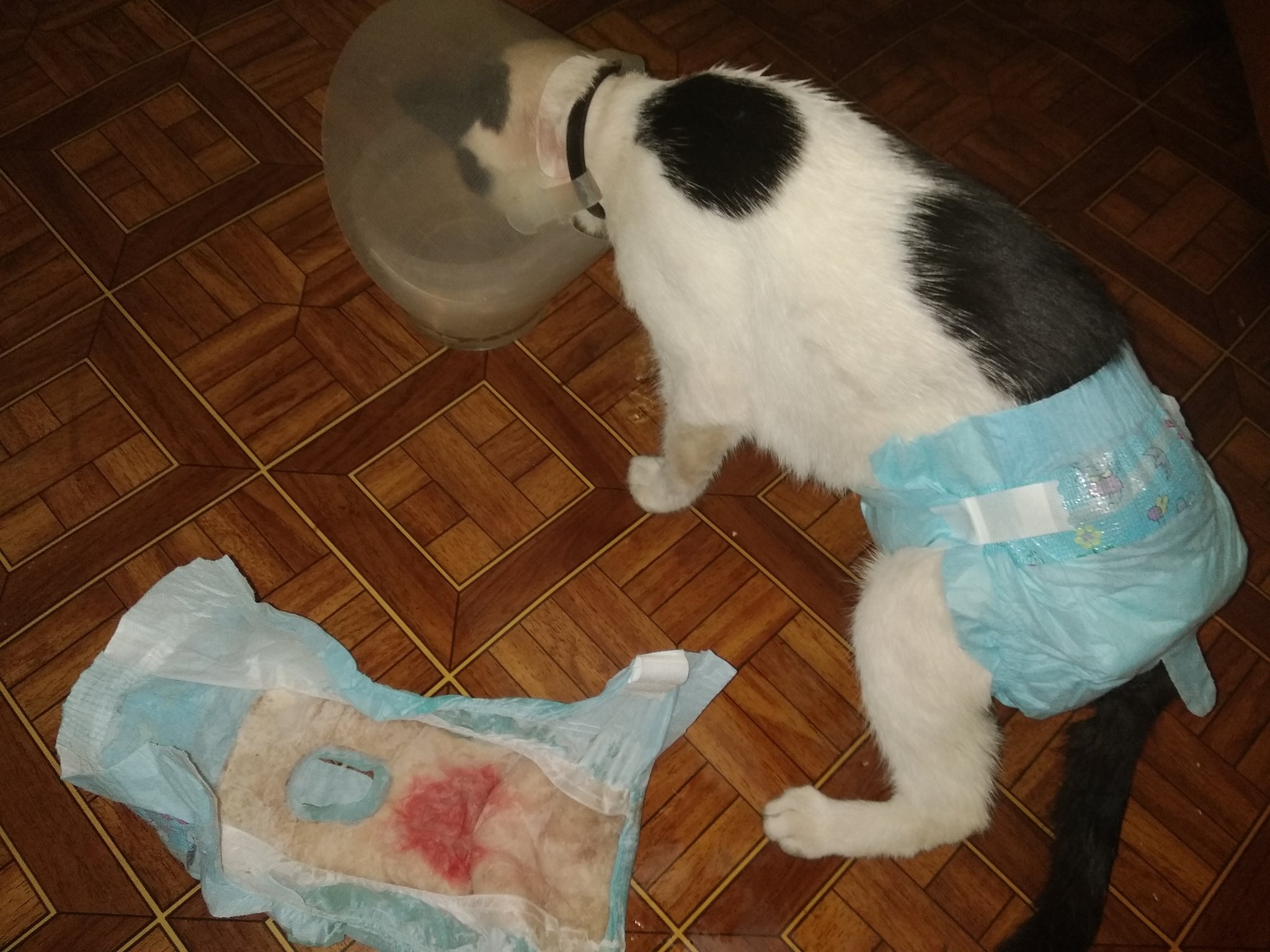 Не какает после стерилизации. Кот в подгузнике. Подгузники для кошек. Подгузники для котят.