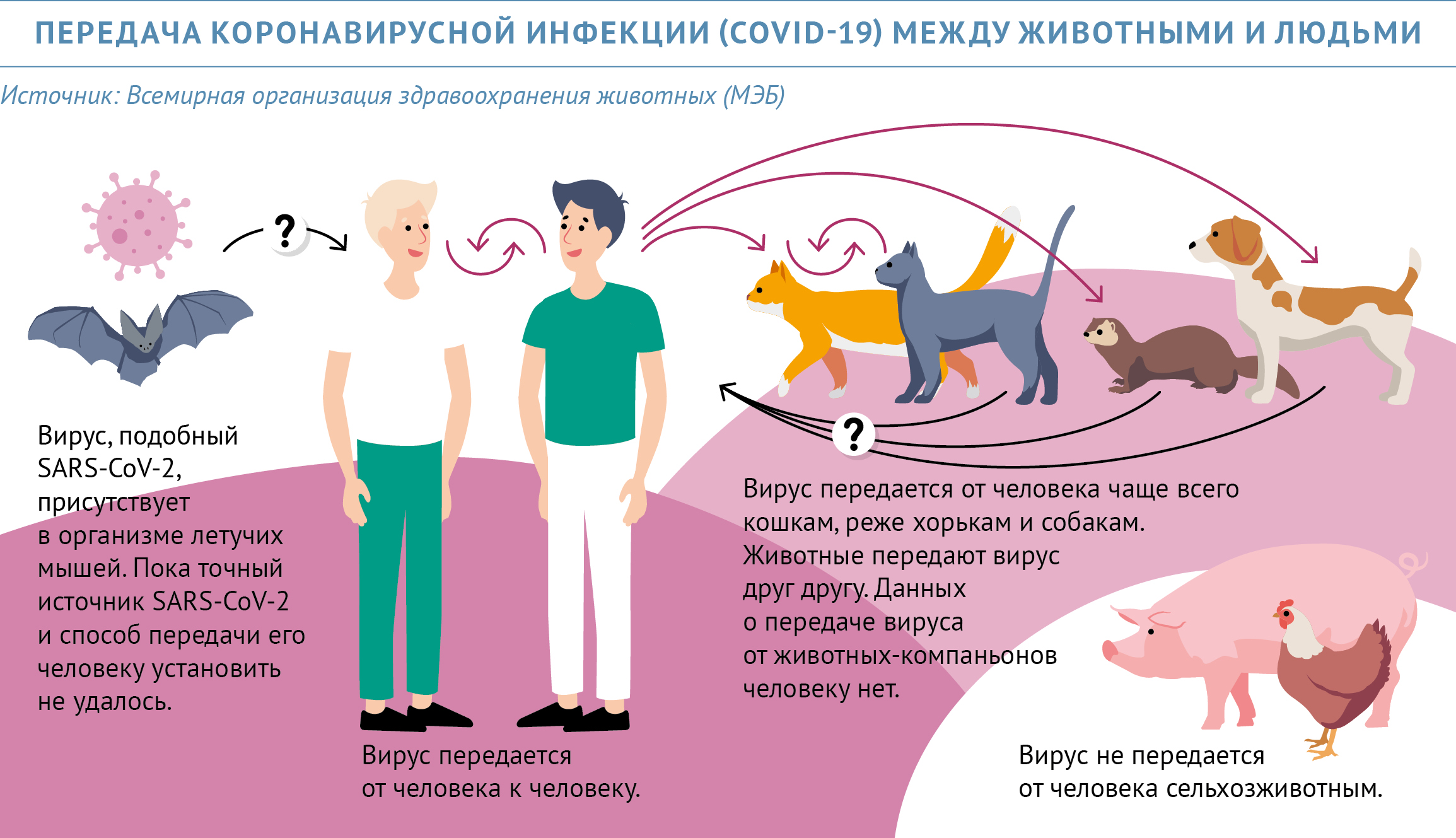Коронавирус у кошки: симптомы, лечение, профилактика и последствия заражения кошки коронавирусной инфекцией