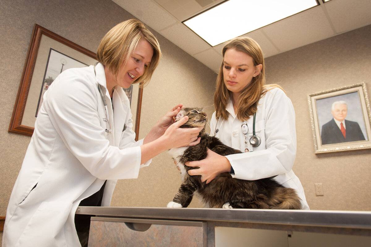 Чем человек может заразиться от кошки: список заболеваний