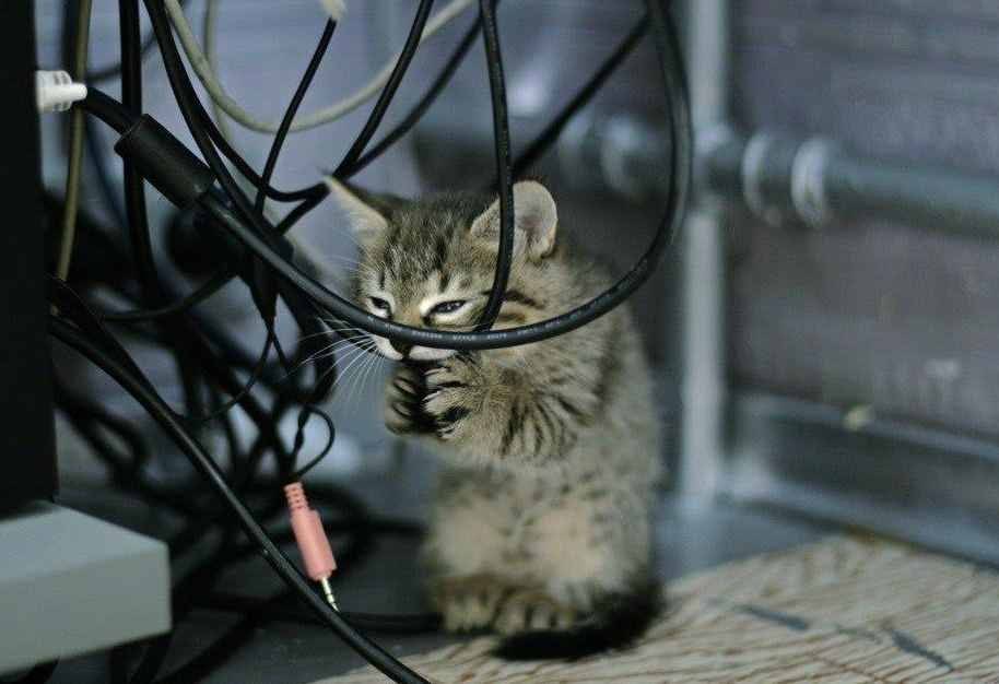 Почему котята грызут провода и что делать, если кот начал грызть провода