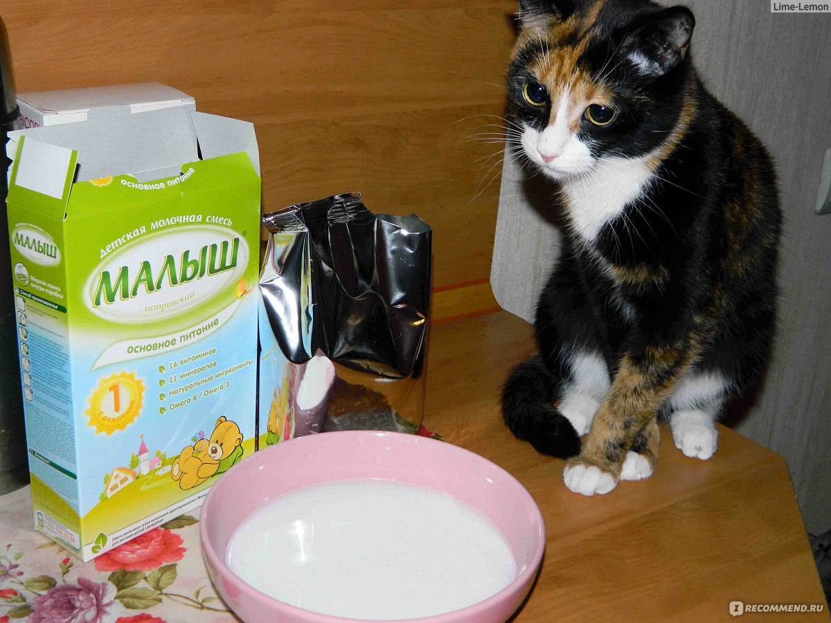 Можно ли кошкам молоко: факты о пользе и вреде молока для кошек в разном возрасте