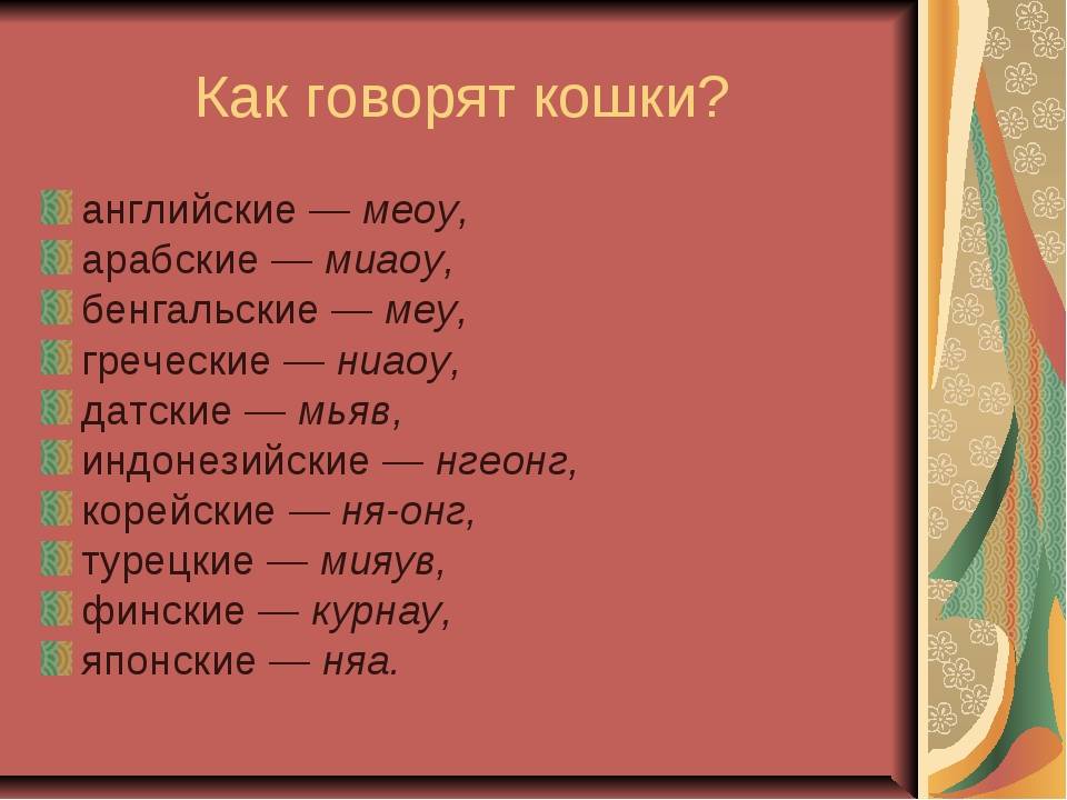 Описание кошачьего языка: существует ли разговорник и как понять что говорит кот