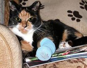 Кошка сломала лапу: симптоматика и оказание первой помощи в домашних условиях