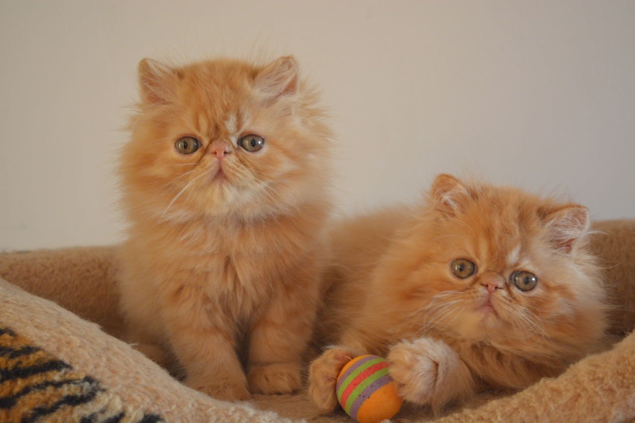 Как долго живут персидские кошки - продолжительность жизни