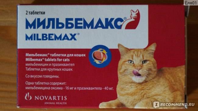Мильбемакс для кошек: инструкция по применения, цена, отзывы