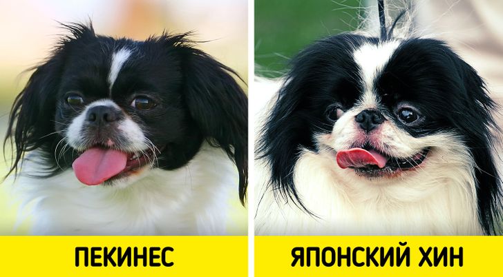 Определение породы собаки по внешнем виду: как узнать породистая или нет по описанию