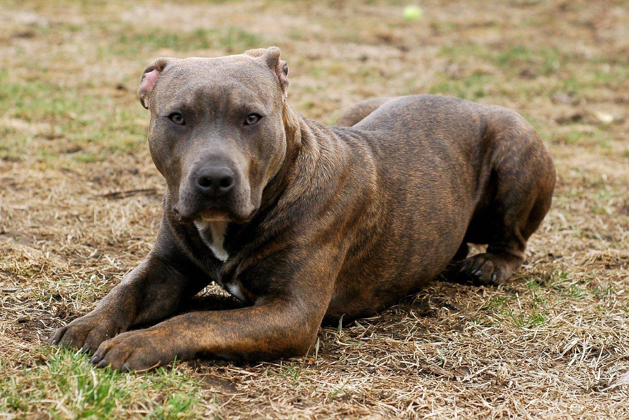 Бойцовские породы собак: топ 10 с фотографиями и названиями
