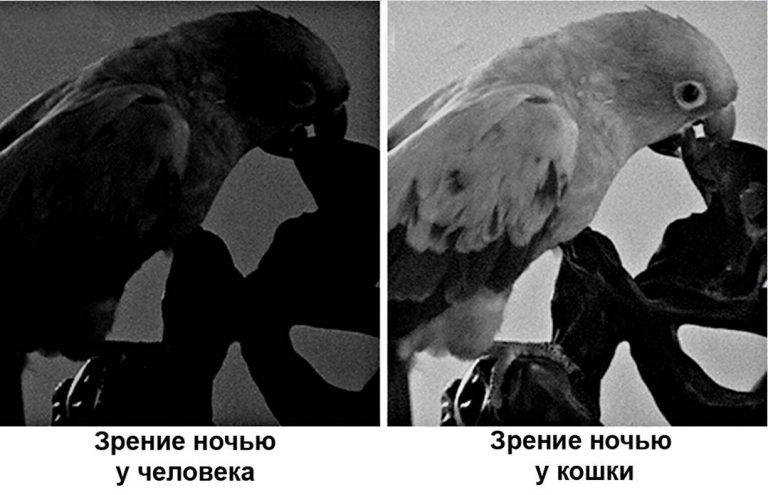 Как видят кошки: какие цвета различают, как видят мир и человека, зрение в темноте