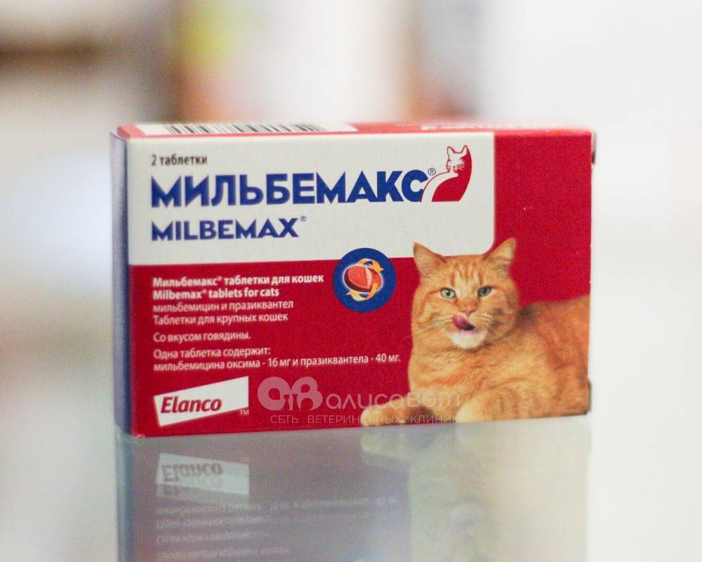 За сколько глистогонить кошку перед прививкой. Глистогонные таблетки для кошек. Глистогонное для котят. Глистогонные препараты для котят. Таблетки чтобы проглистогонить кошку.
