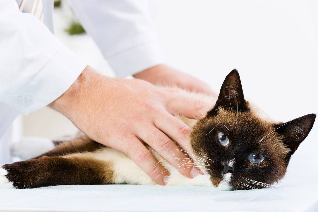 Симптомы и лечение микроспории у кошек