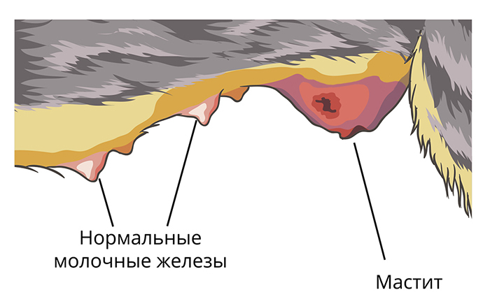 Мастит у кормящей кошки - симптомы и лечение