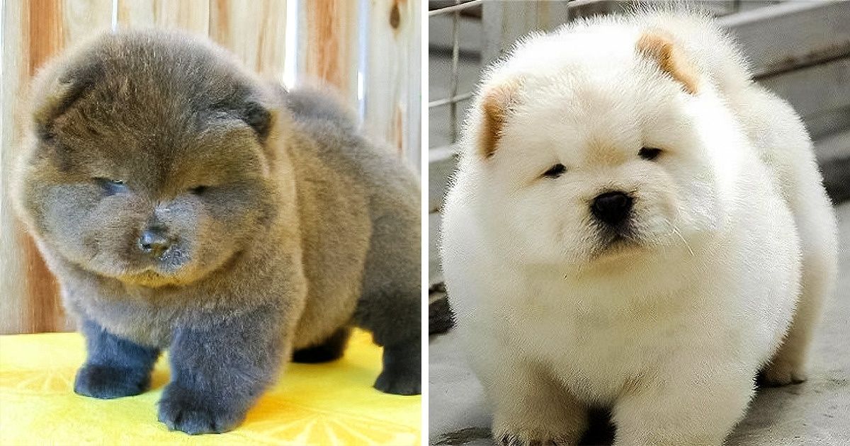 Домашний косолапый: 6 пород собак, которые похожи на медвежонка
