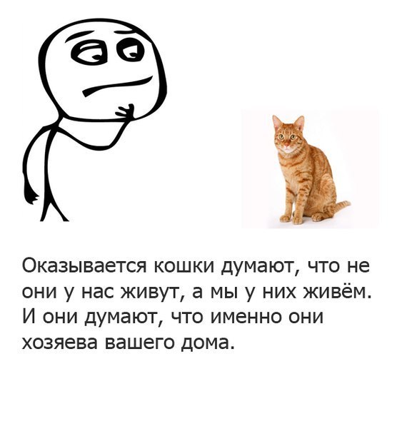 9 признаков горячей любви кота к вам
