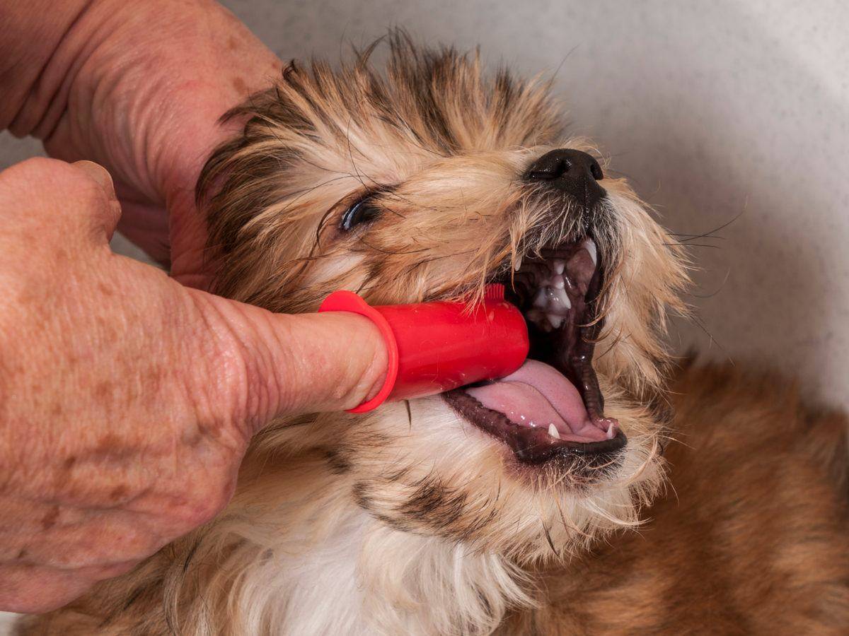 Как почистить зубы собаке в домашних условиях