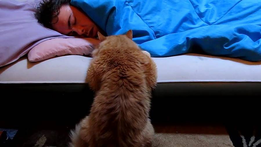 Почему коты и кошки спят на своих хозяевах: мистическое и научное объяснение
