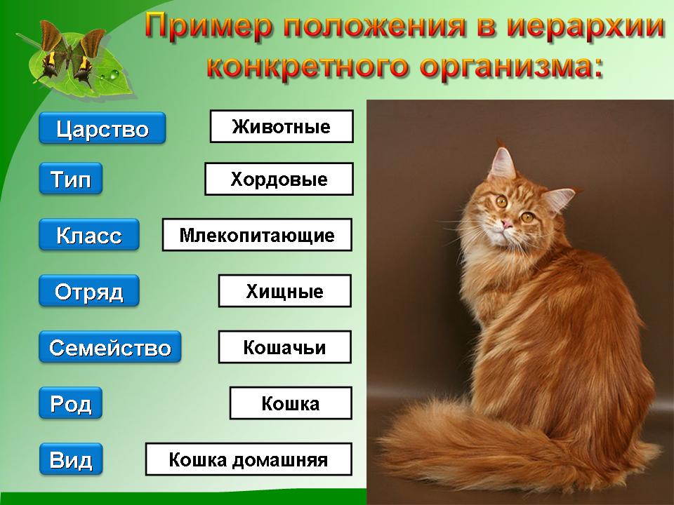 Происхождение кошек. история древних и современных кошек | блог о домашних животных