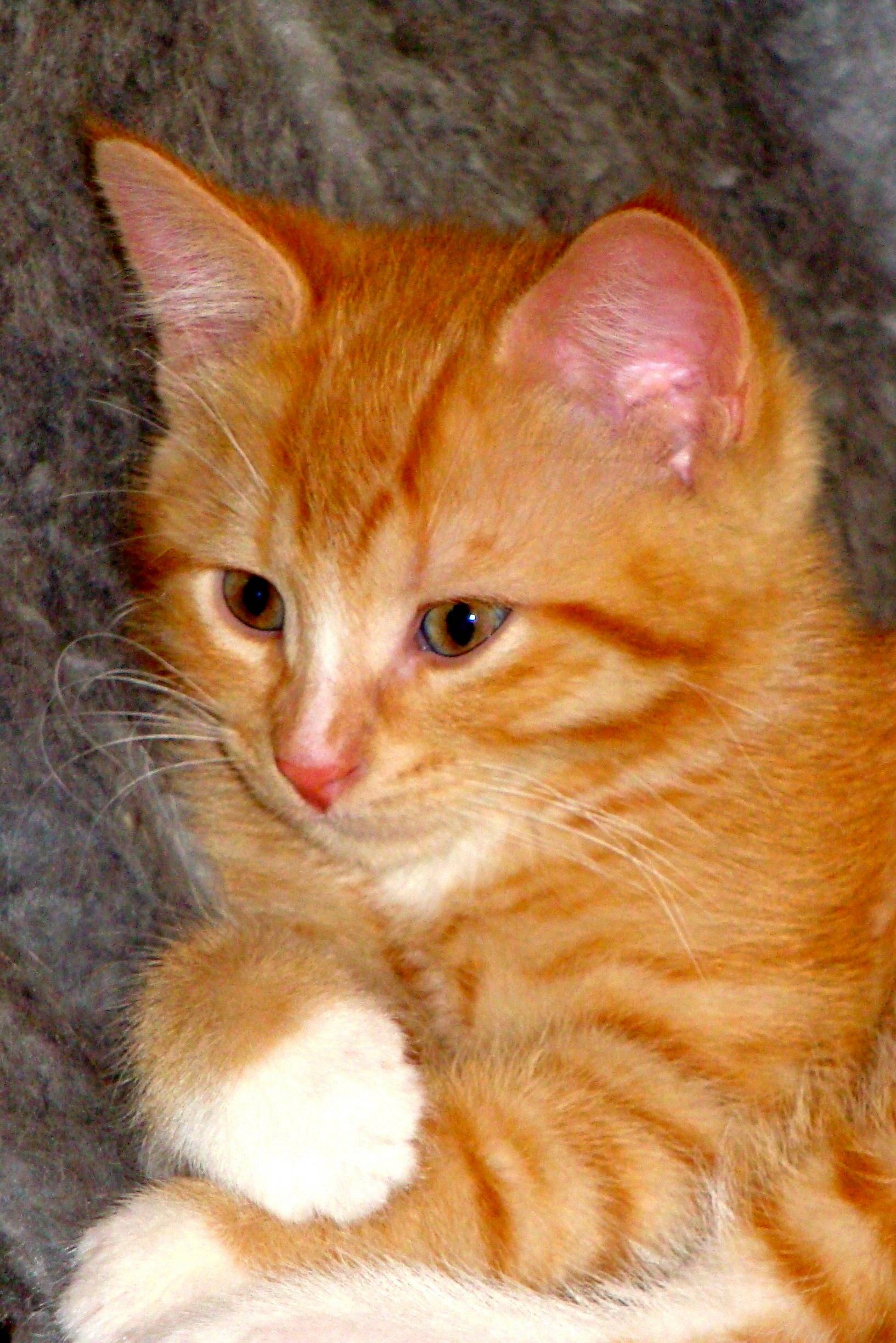 Факты о рыжих котах | мои домашние питомцы