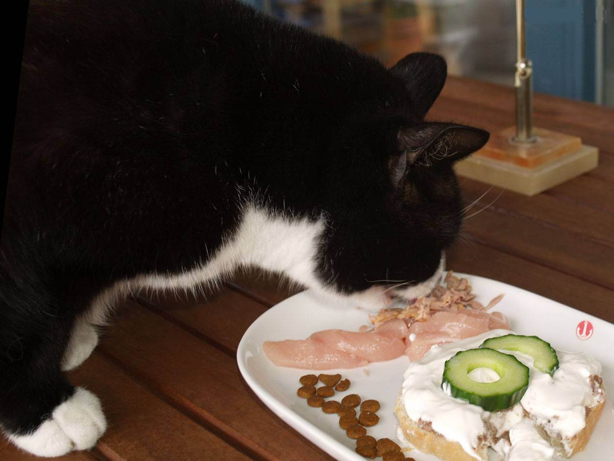 Можно ли кошке давать сырое мясо