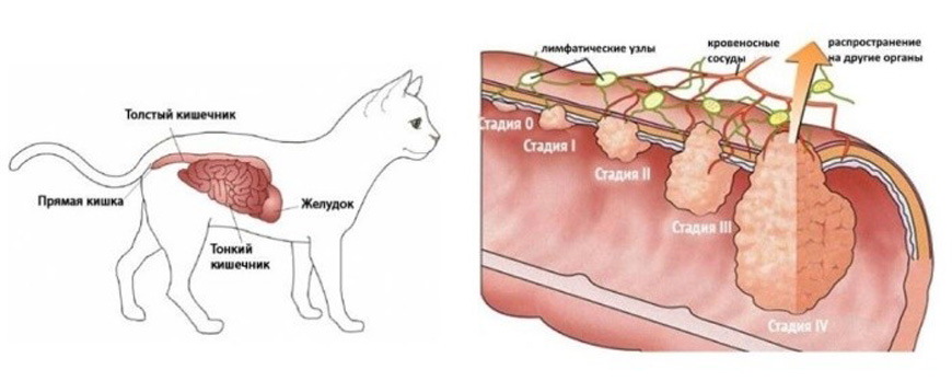 Непроходимость кишечника у кошки: симптомы, лечение, операции