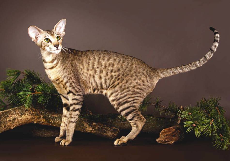 Гипоаллергенные кошки | породы не аллергенных котов с фото и названиями