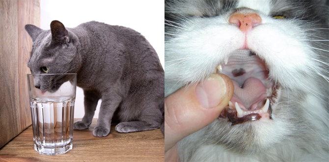 Что делать если у кота застряла в горле кость первая помощь