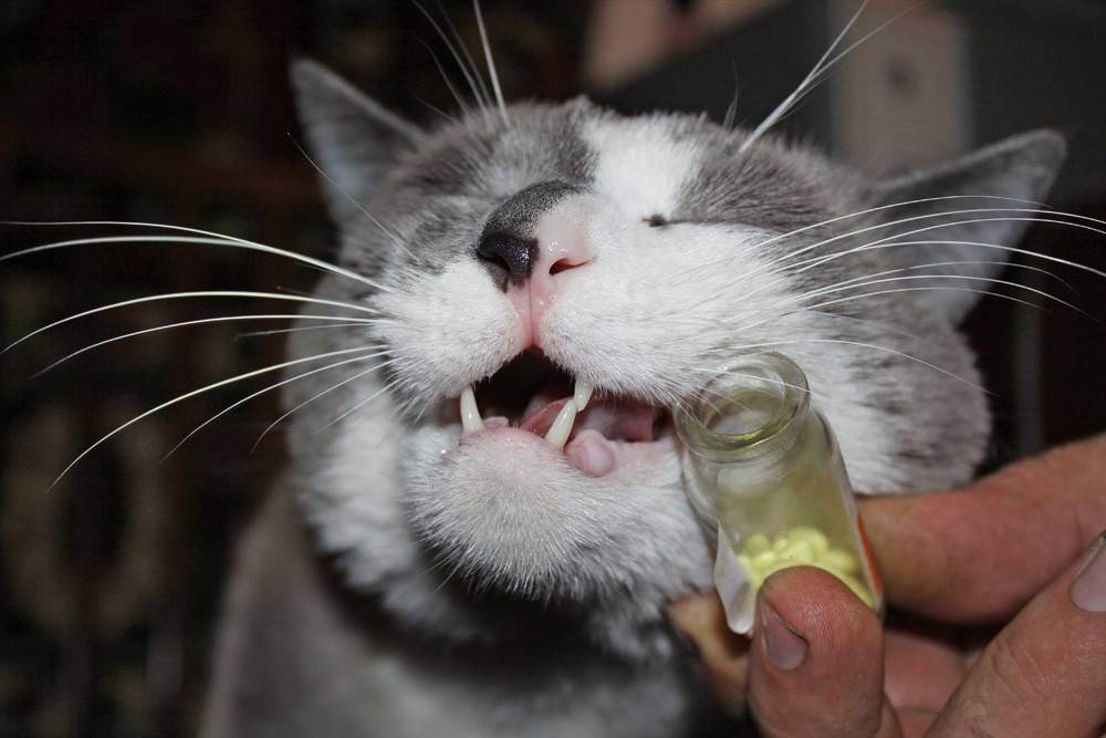Почему кошки и коты любят валерьянку: как трава действует на животных, можно ли давать валерьянку кошкам – и в каких количествах