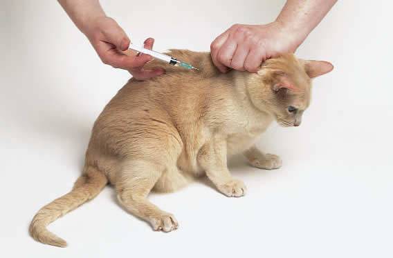 Инструкция по применению витафела в сыворотке и глобулине для кошек