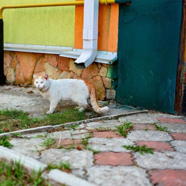 Дворовая кошка: беспородные коты, фото и описание характерных черт