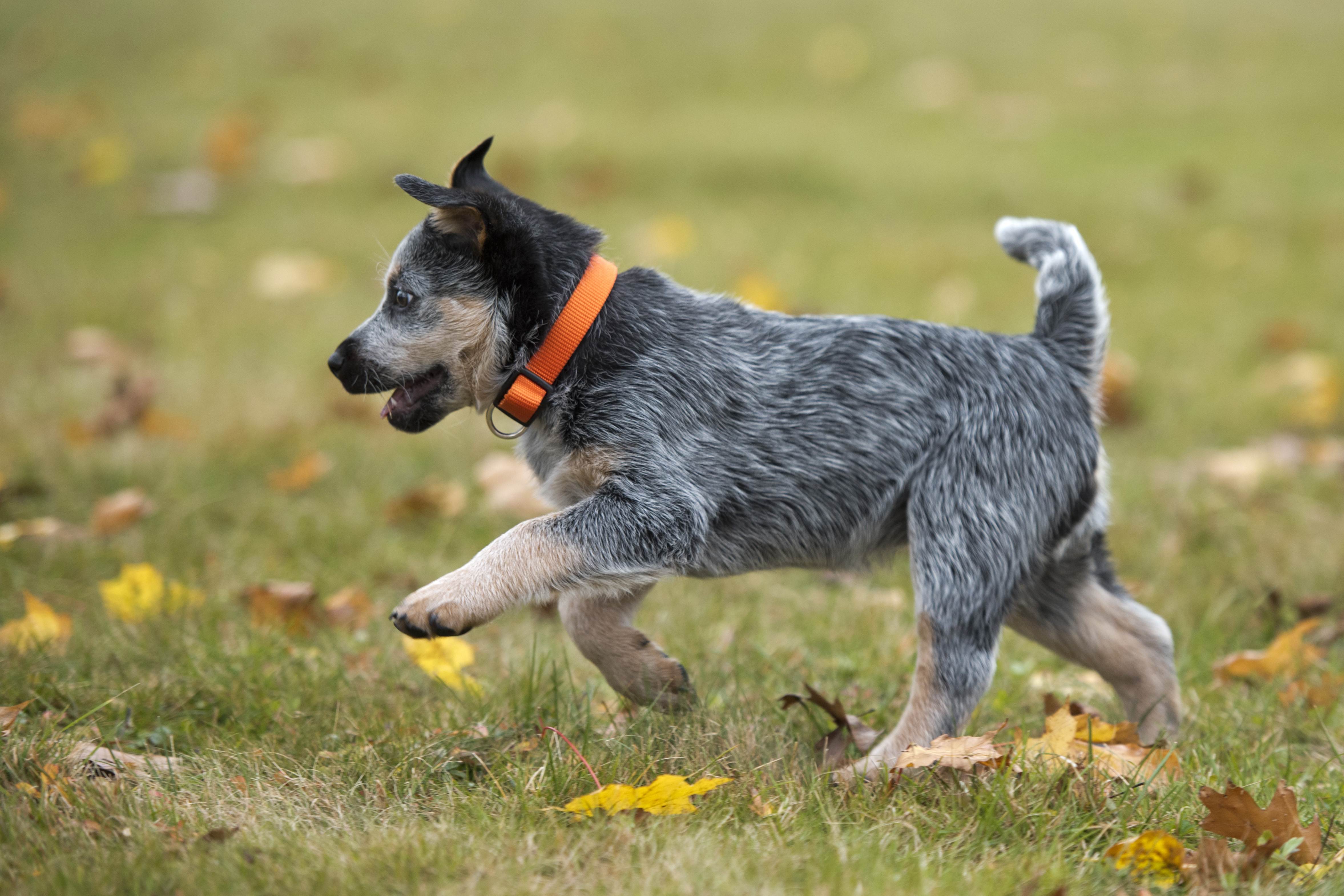Австралийская пастушья собака: описание и содержание породы
