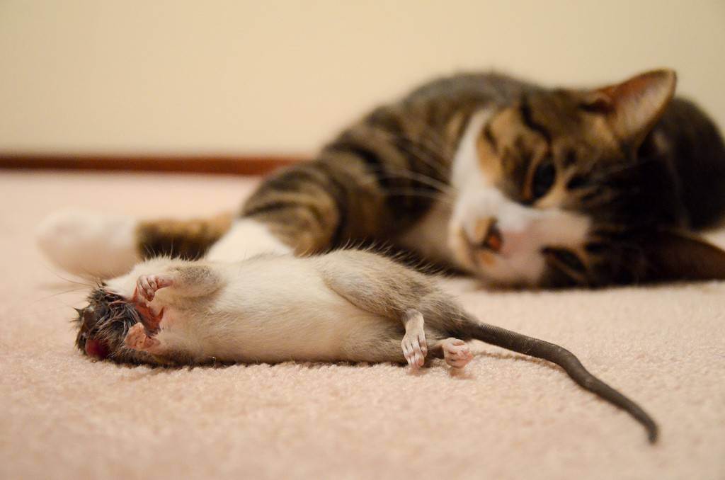 Кошка попробовала крысиный яд. что делать?