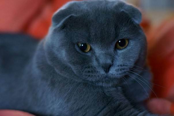 Шотландская вислоухая кошка — плюсы и минусы породы