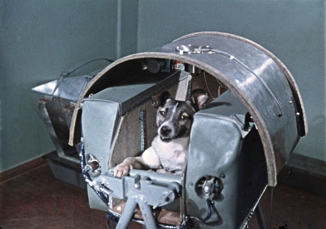 Первые собаки, полетевшие в космос