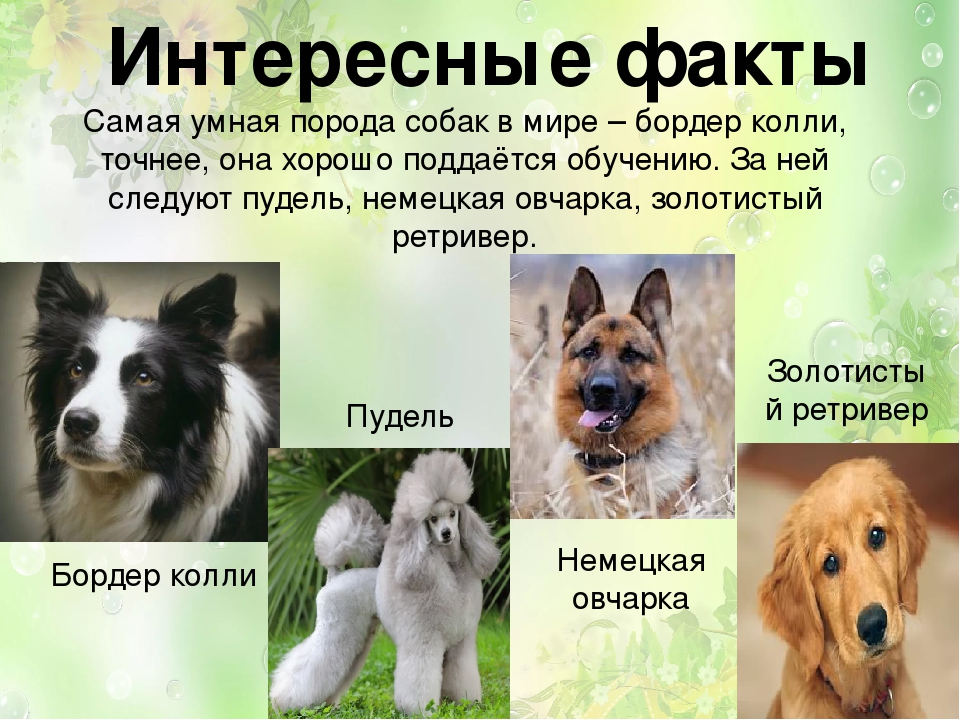 Служебные породы собак: особенности, список представителей